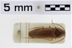 Foto (Dorsalansicht) von Adelocera minicephalus (Ôhira, 1970)